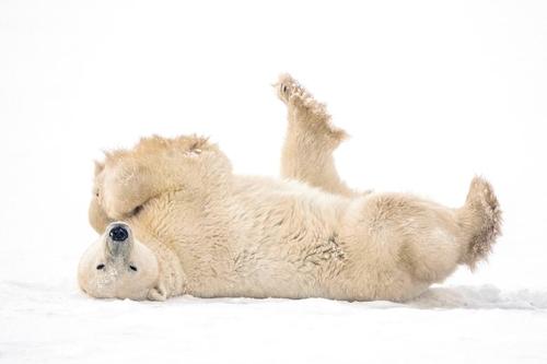 خرس قطبی/ کانادا/ رویترز