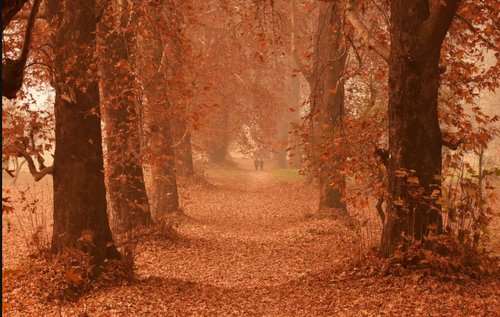 طبیعت پاییزی و درختان چنار بوستانی در سرینگر کشمیر/ خبرگزاری آناتولی