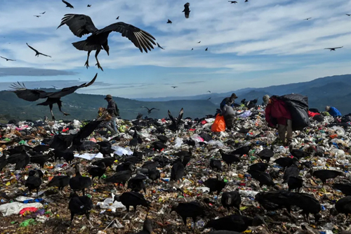 هجوم کرکس های سیاه به مرکز انباشت زباله در هندوراس/ خبرگزاری فرانسه