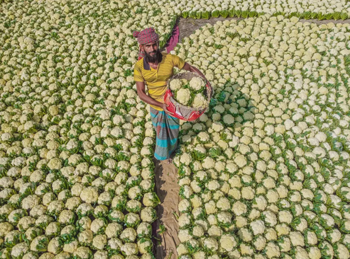 بسته بندی گل کلم برای فروش در بزرگ ترین بازار میوه و صیفی جات بنگلادش/ زوما