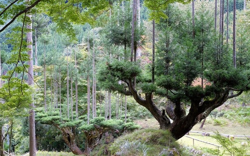تکنیک قرن پانزدهمی ژاپنی‌ها برای نجات امروز جنگل‌ها! (+ فیلم و عکس)
