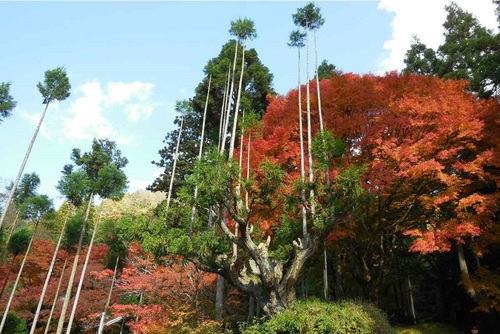 تکنیک قرن پانزدهمی ژاپنی‌ها برای نجات امروز جنگل‌ها! (+ فیلم و عکس)