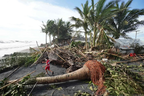 از جا کنده شدن درختان در اثر شدت توفان 