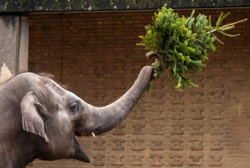 حیوانات باغ وحش برلین از درخت های کریسمس به عنوان خوراک استفاده  می کنند./ خبرگزاری فرانسه
