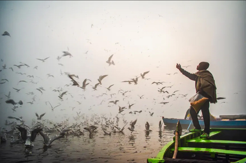پرواز مرغان دریایی مهاجر سیبریایی در رود یامونا شهر دهلی/ پاسیفیک پرس