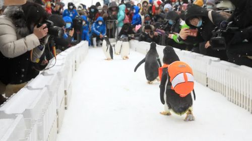 بازدید گردشگران از پنگوئن های کوله پشتی دار در پارک قطبی شهر هاربین چین/ گتی ایمجز