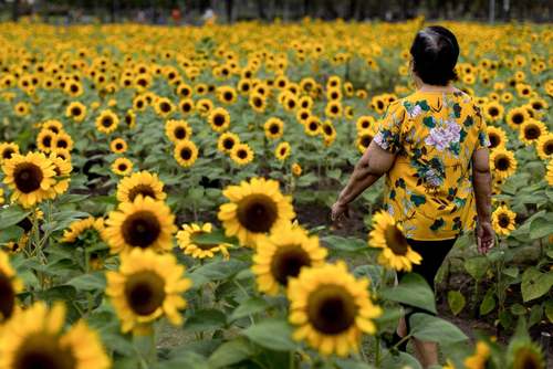 مزرعه گل آفتابگردان بوستانی در شهر بانکوک تایلند/ خبرگزاری فرانسه