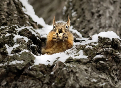 یک سنجاب روی درختی پوشیده از برف در پارک 