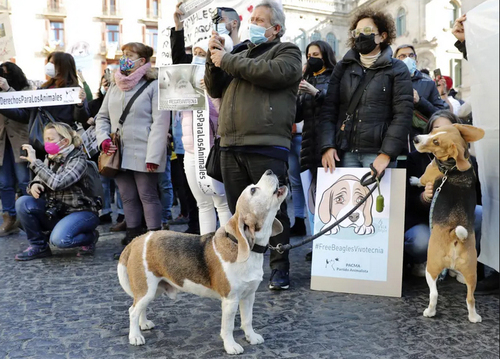 تجمع اعتراضی دوستداران حیوانات در مقابل آزمایشگاهی در شهر بارسلونا اسپانیا  که متهم به استفاده از بیش از 30 توله سگ برای تحقیقات دارویی است./ EPA