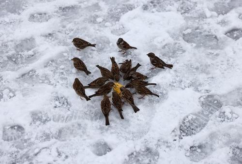 جمع شدن پرندگان برای خوردن یک ذرت در برف کم سابقه شهر استانبول ترکیه/ رویترز