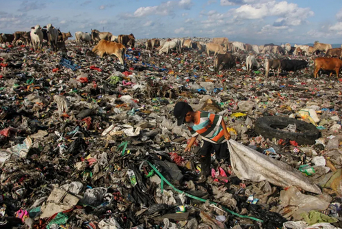زباله گَردی انسان ها و زباله خواری احشام در اندونزی/ خبرگزاری فرانسه