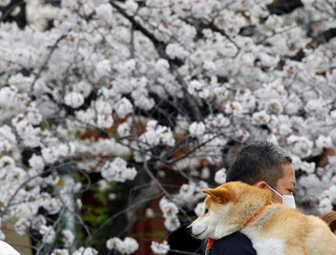 طبیعت بهاری و شکوفه های گیلاس در پارکی در شهر توکیو ژاپن/ رویترز
