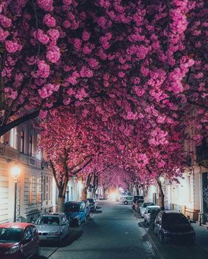 در ماه آوریل، شکوفه های گیلاس در آلمان شکوفا می شوند. این درختان پس از اتحاد دوباره با ژاپن از طرف این کشور به آلمان هدیه داده شد. 
