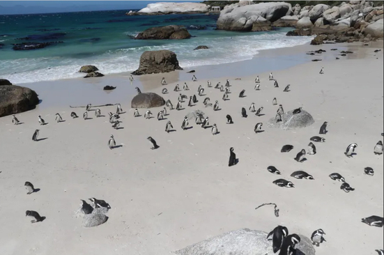پنگوئن های آفریقایی در ساحل شهر 