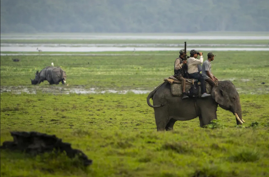 محیط بان ها سوار بر یک فیل در پارک ملی 