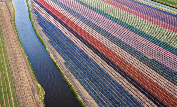 مزارع پرورش گل لاله در هلند/ خبرگزاری فرانسه