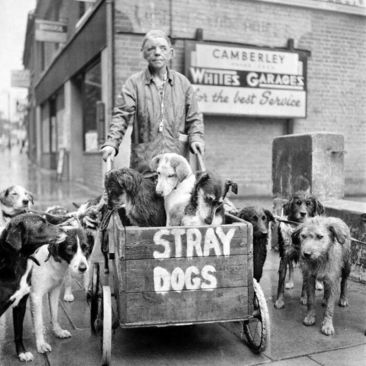 کمبرلی کیت و سگ های بی خانمانش در انگلیس. کمبرلی هرگز یک سگ بی خانمان را رها نکرد و در طول زندگی خود از بیش از 600 سگ مراقبت کرد. (1962) 