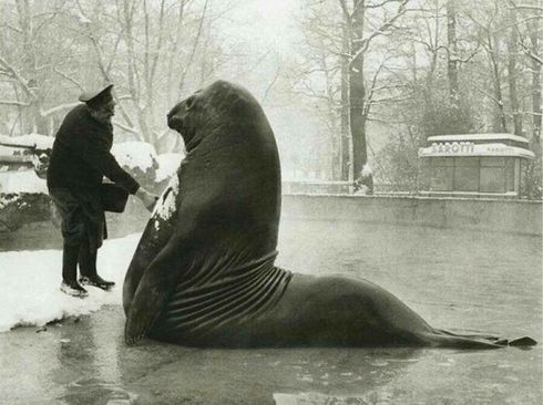 مربی باغ وحش برلین مشغول برف بازی با رولاند، فک فیلی 1800 کیلوگرمی. (دهه 1930) 