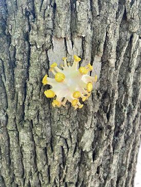خوشه ای از قارچ های صدفی طلایی که شبیه ویروس کووید-19 به نظر می رسد. 