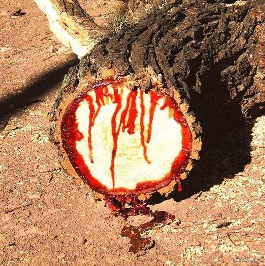 درخت خون اژدها