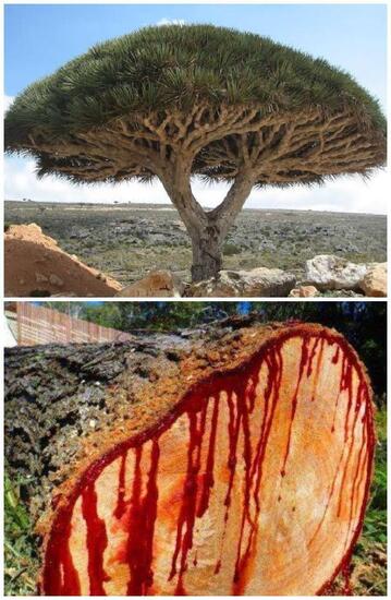 تصاویر درختی عجیب که خون می دهد!