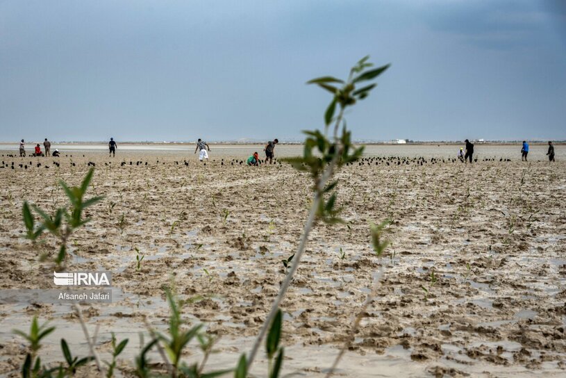 درختکاری درخت حرا در دریای بوشهر ( عکس )