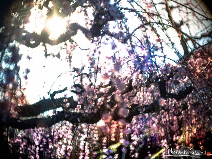 آغاز بهار در ژاپن با عطر سرمست‌کننده شکوفه‌های آلو