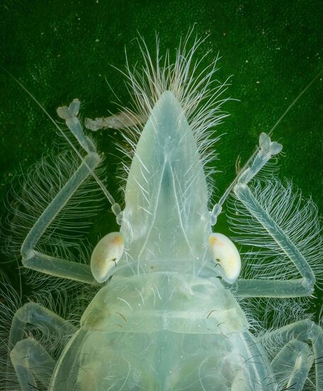 crazy leafhopper nymphs