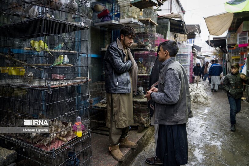 بازار پرنده فروشان کابل
