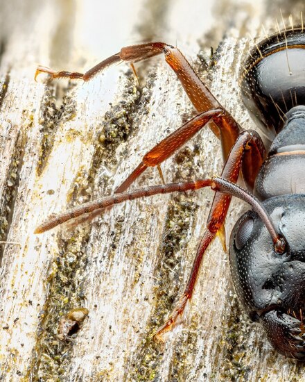 عکاسی پرتره از مورچه