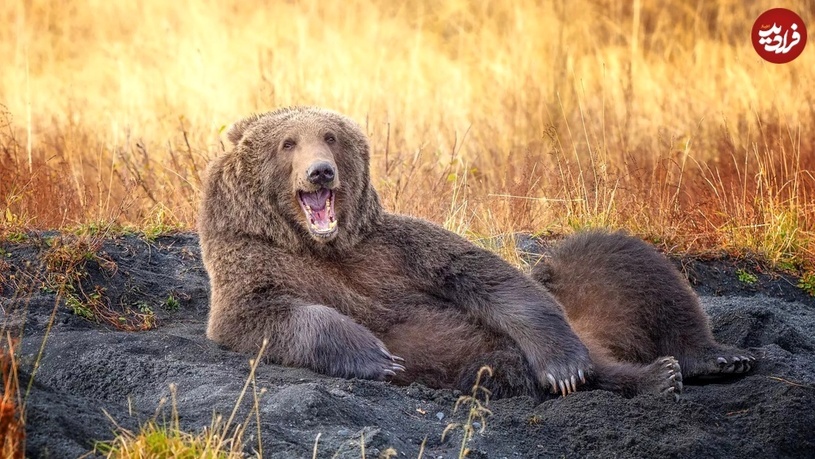 خنده‌دارترین لحظات «خرس‌ها» در حیات وحش