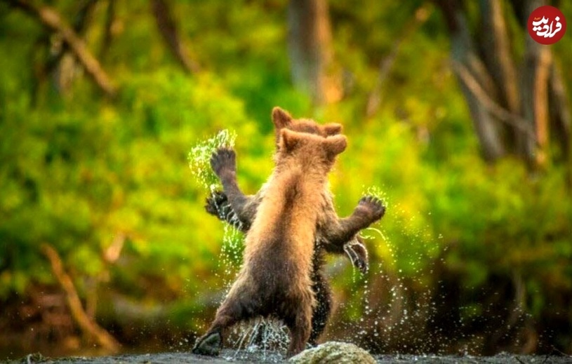 خنده‌دارترین لحظات «خرس‌ها» در حیات وحش