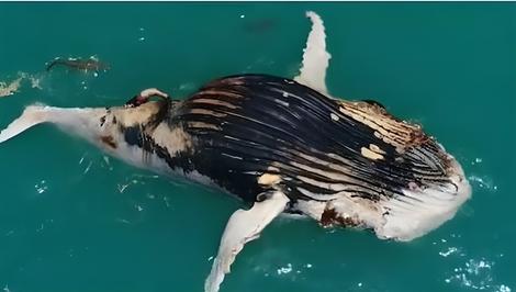 ویدیو | چرا نباید به نهنگ مرده نزدیک شد؟