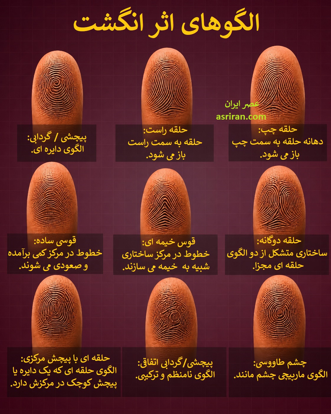 اینفوگرافیک معرفی الگوهای اثر انگشت