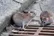 چرا موش‌ها در تهران زیاد شده‌اند؟ کدام مناطق تهران بیشتر در معرض این خطرند
