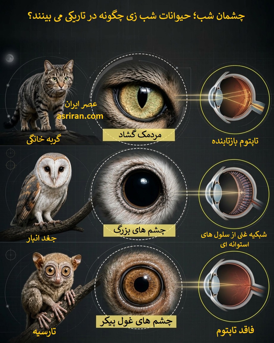 اینفوگرافیک حیوانات شب زی چگونه در تاریکی می بینند؟