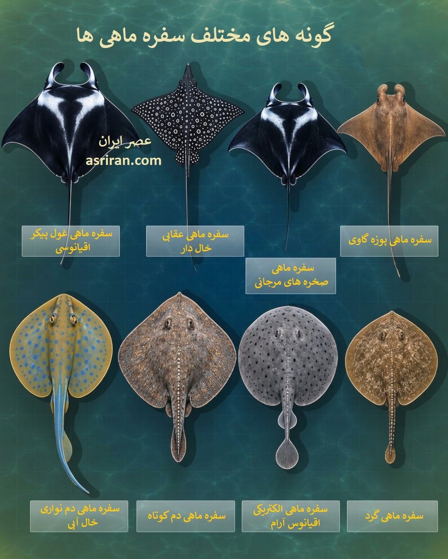 اینفوگرافیک مقایسه 8 گونه سفره ماهی