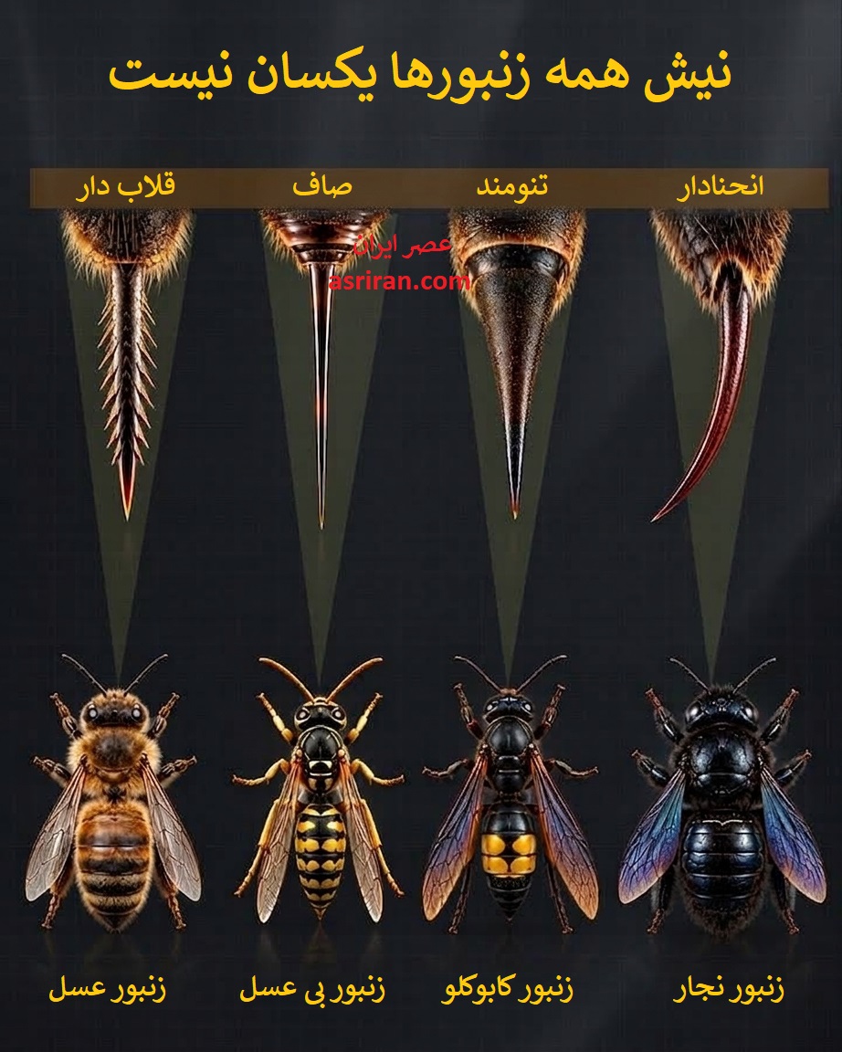 اینفوگرافیک تفاوت نیش زنبور عسل، زنبور بی عسل، زنبور کابوکلو و زنبور نجار