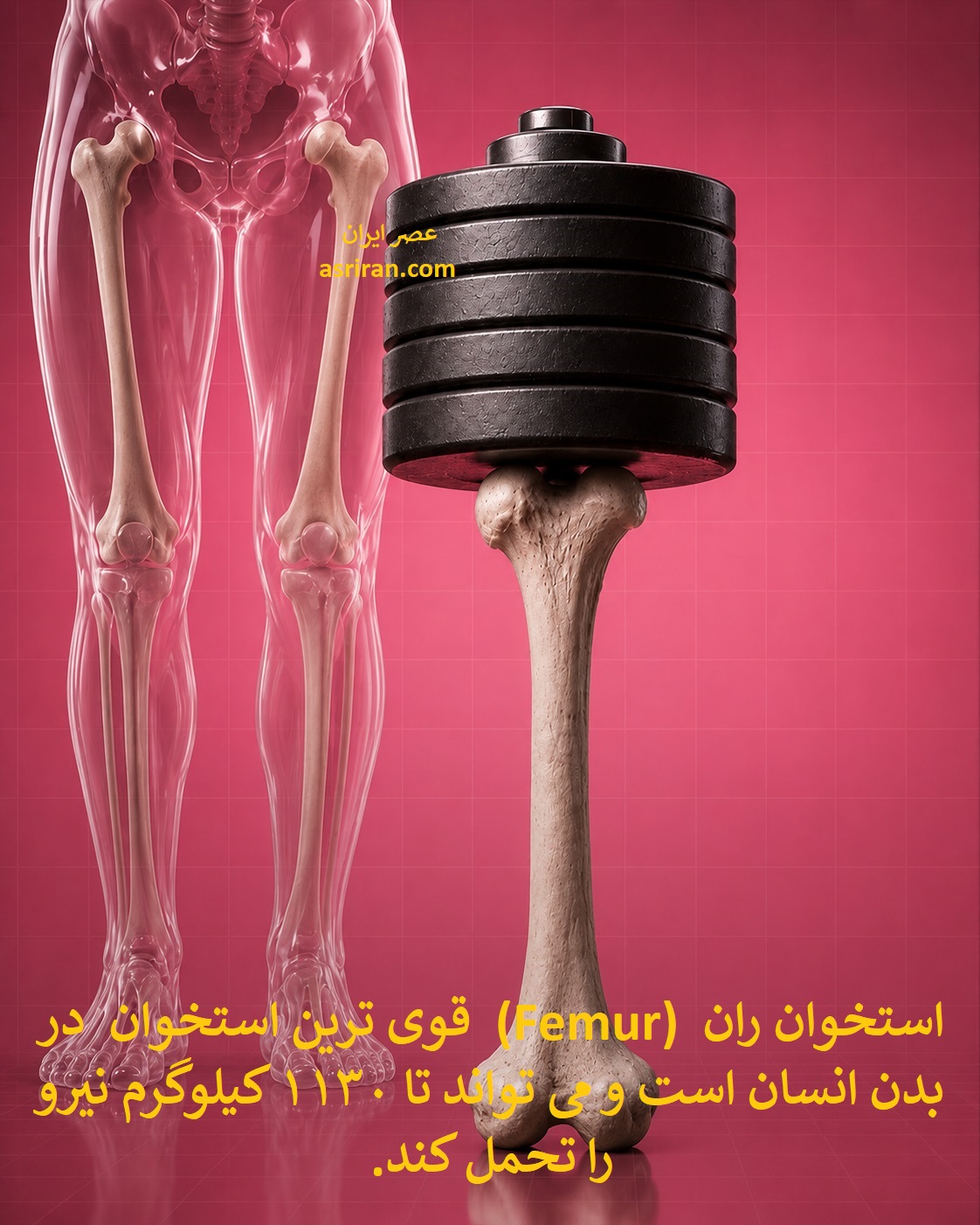 اینفوگرافیک تحمل وزنی تا 1130 کیلوگرم توسط استخوان ران انسان