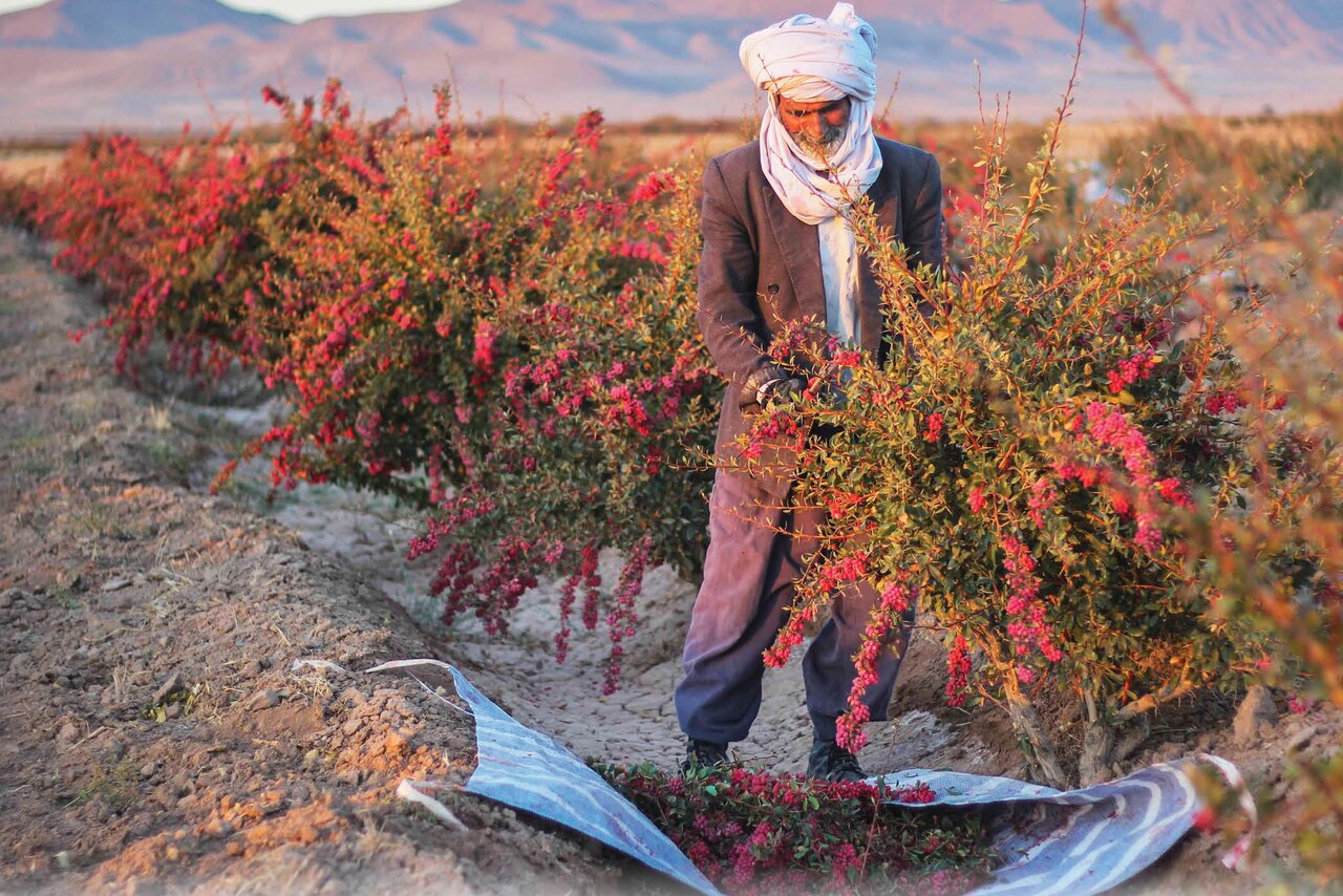 خراسان جنوبی