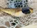 کشف سرطان واگیردار در یک نوع ماهی آب‌شیرین