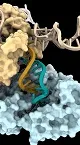 آیا زندگی یک زبان برنامه نویسی ناشناخته برای ساخت DNA دارد؟ / DRT3 چیست و چرا دانشمندان را شگفت زده کرده است