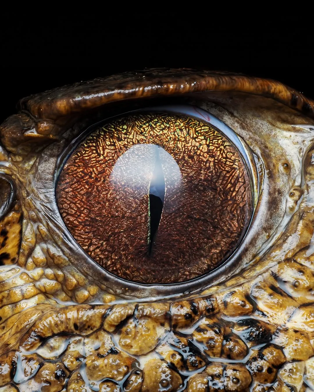 1515
