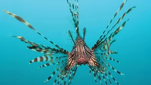 موجوداتی زیبا، اما مرگبار