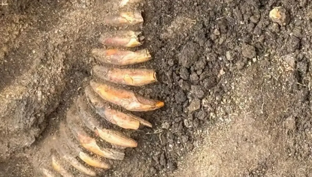 کشف گردنبند ۵۰۰۰ ساله ساخته‌شده از ۴۲ دندان در یک گور باستانی لهستان