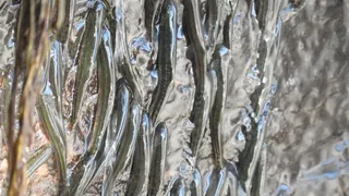 ماهی های کوچکی که برای صعود از آبشار 10 ساعت صخره‌نوردی می کنند!