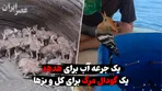 یک جرعه آب برای هدهد؛ یک گودال مرگ برای کل و بزها
