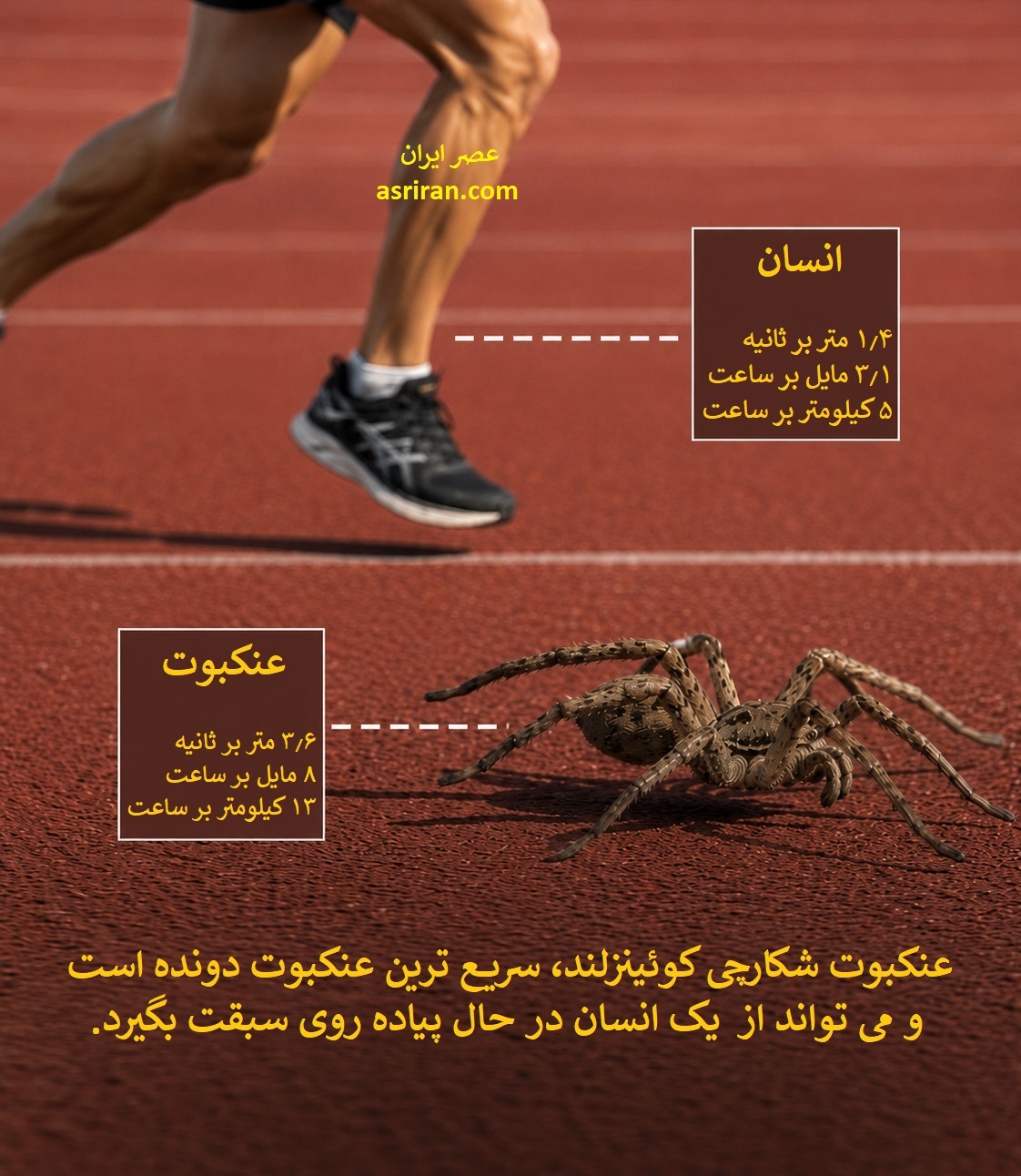 اینفوگرافیک مقایسه سرعت دویدن نرم انسان با عنکبوت شکارچی اینفوگرافیک مقایسه سرعت دویدن نرم انسان با عنکبوت شکارچی