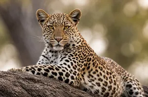 ثبت تصویر پلنگ ایرانی و توله‌اش در پناهگاه حیات‌وحش کم‌کی بهاباد
