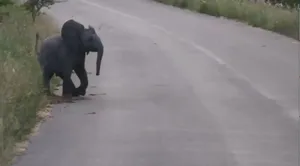 درگیری بامزه «بچه فیل» تازه‌ متولدشده با پرستوها